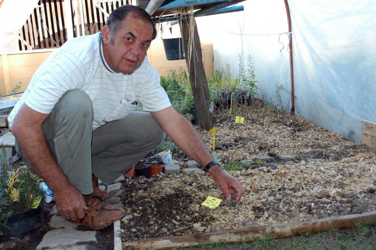 'Podravina-bilogora, 1.6.2011. Daruvar Osim zenine naknade pokusava prezivjeti od uzgoja i vrlo slabe prodaje ginkoa Michael Palijan / VLM                         '