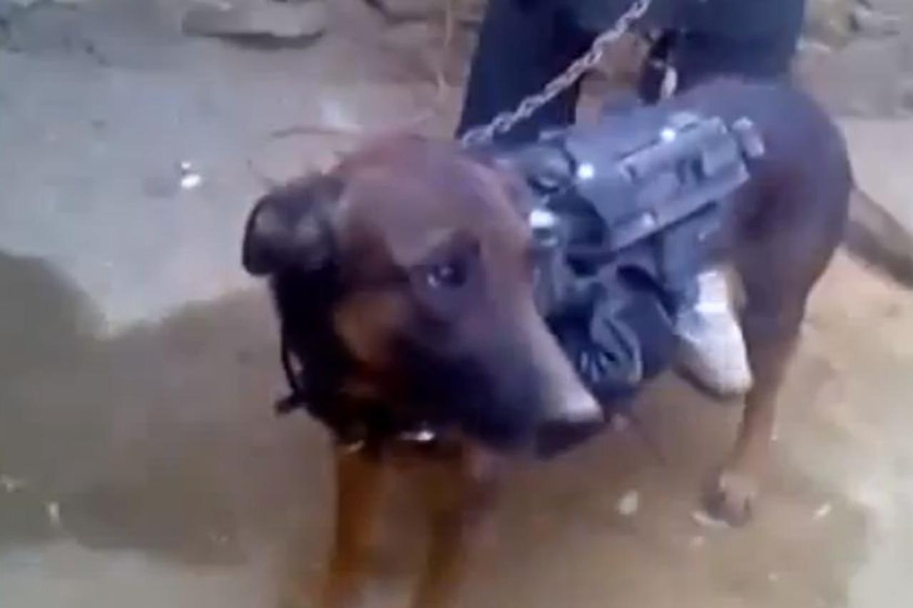 vojni pas talibani
