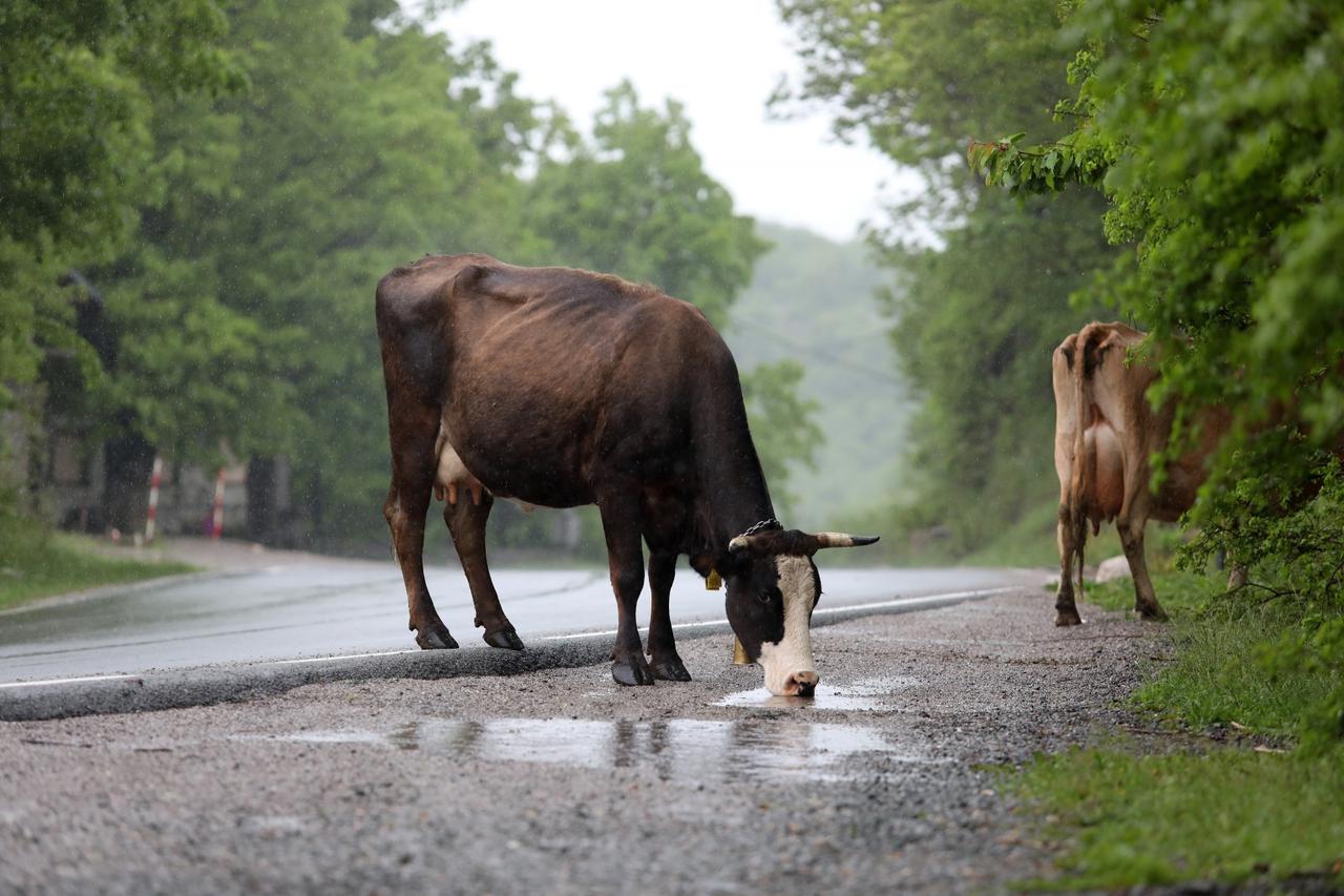 Krave na cesti, opasnost za vozače