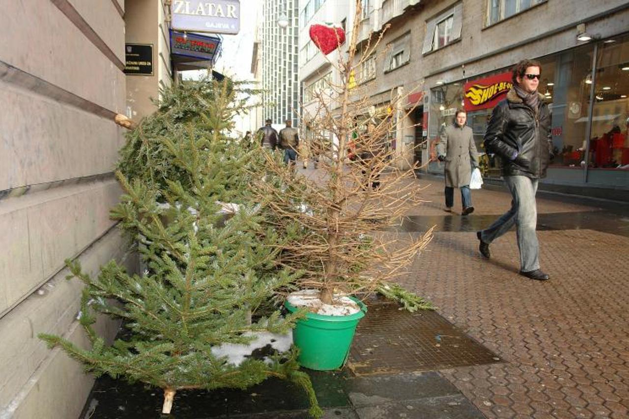 Odbaceni borovi u gradu Zagrebu. Gajeva ulica
