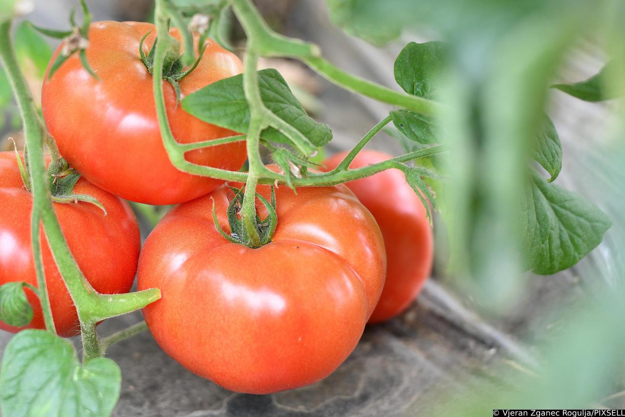 OPG Mario Košić iz Krkanca