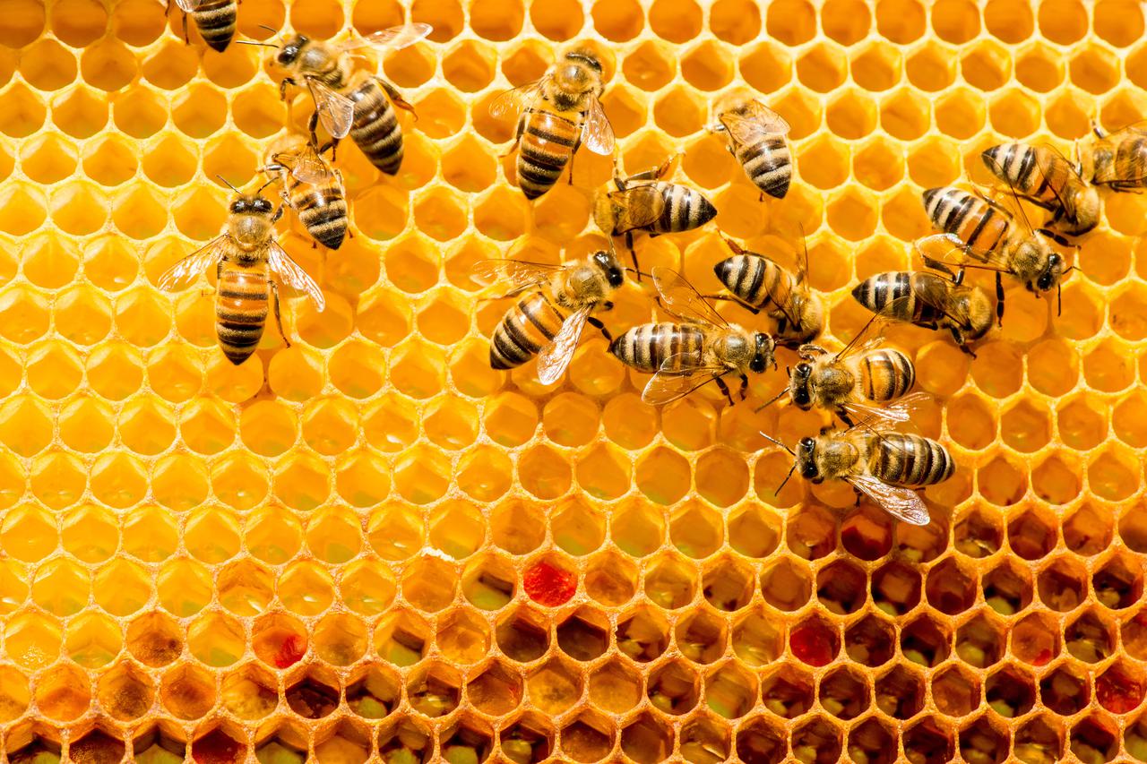closeup of bees on honeycomb in apiary - selective focus, copy spacecloseup of bees on honeycomb in apiary - selective focus, copy space