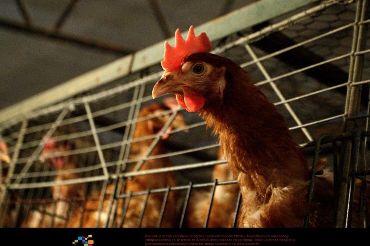 '26.04.2010.,Zagreb - Farma nesilica jaja tvrtke Poljoprerada iz Hrvatskog Leskovca. Poljoprerada je u blokadi, a radnici su u strajku,te je proizvodnja ugrozena. Photo: Jurica Galoic/PIXSELL '