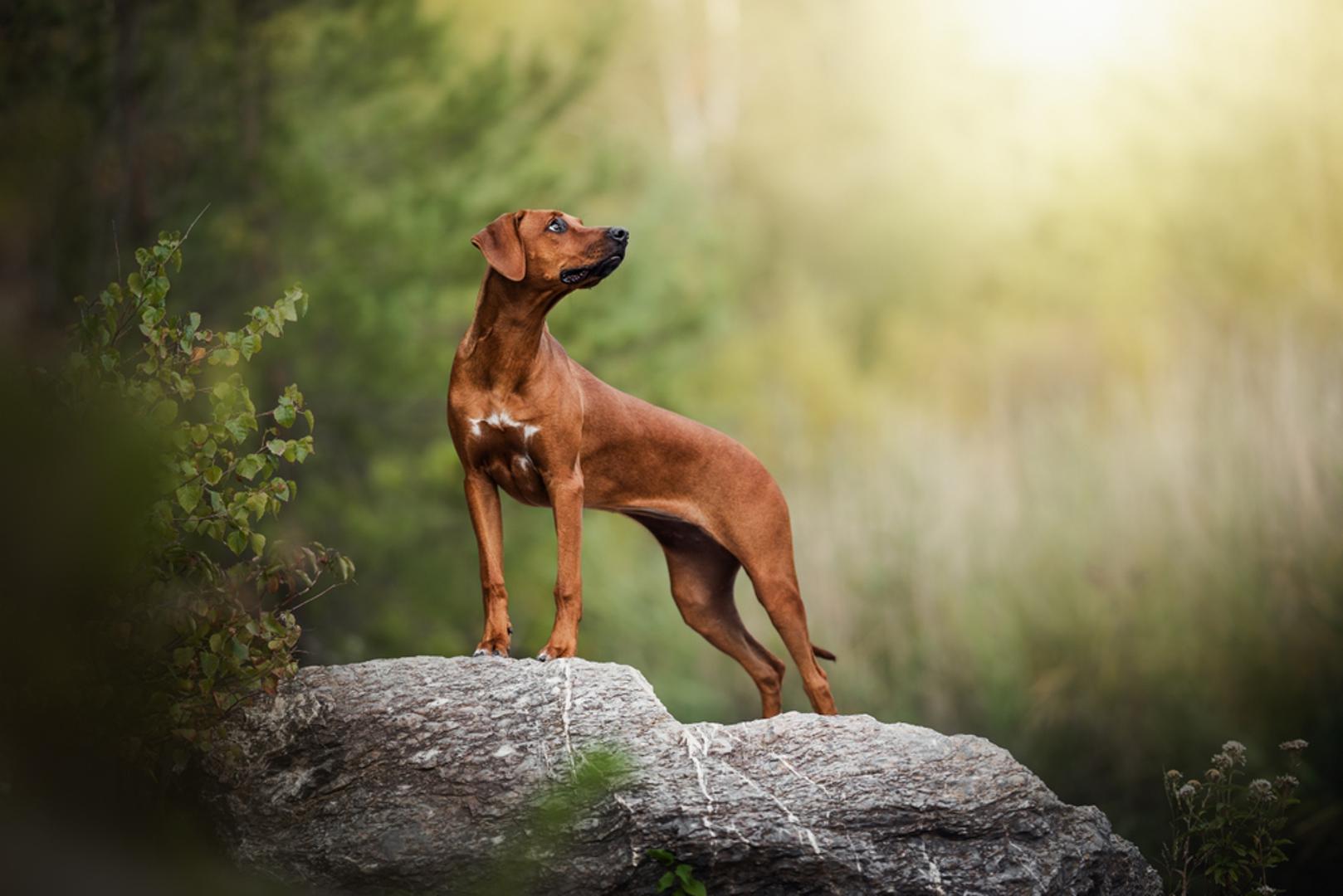 Rhodesian Ridgeback: Ridgeback potječe iz Južne Afrike i prati ga reputacija ponosnog, snažnog psa koji je nekoć korišten i u lovu na lavove. Prepoznatljiv je po 'grebenu' dlake na leđima, a spominju se i srodne varijante, uključujući vrlo ekskluzivnog Phu Quoc ridgebacka iz Vijetnama, kojih navodno ima samo oko 700.