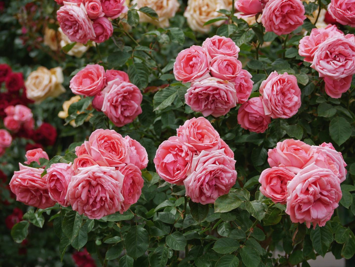 Floribunde: Ove ruže poznate su po obilju cvjetova koji se pojavljuju u grozdovima. Manji su od čajevki, ali su zato izuzetno brojni i stvaraju raskošne grmove. Vrlo su otporne i jednostavne za održavanje, što ih čini odličnim izborom za početnike.