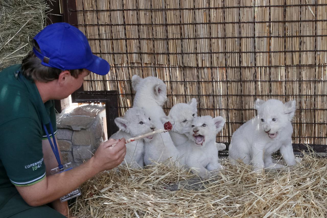 Keeper feeds newly-born white lion cubs in their enclosure at private zoo in Demydiv outside of Kiev An keeper feeds newly-born white lion cubs in their enclosure at a private zoo in the village of Demydiv outside of Kiev, Ukraine, August 11, 2016.  REUTE