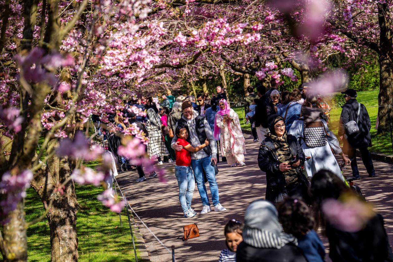 Cherry Blossom Avenue at Bispebjerg Cemetery in Copenhagen
