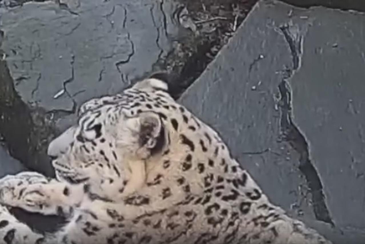 leopardica