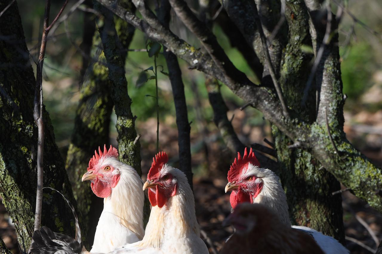 Šibenik: Peradarstvo u slobodnom uzgoju