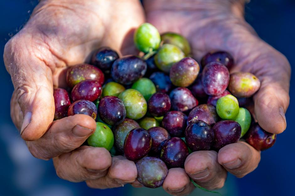 Berba maslina u maslinicima nedaleko Fažane