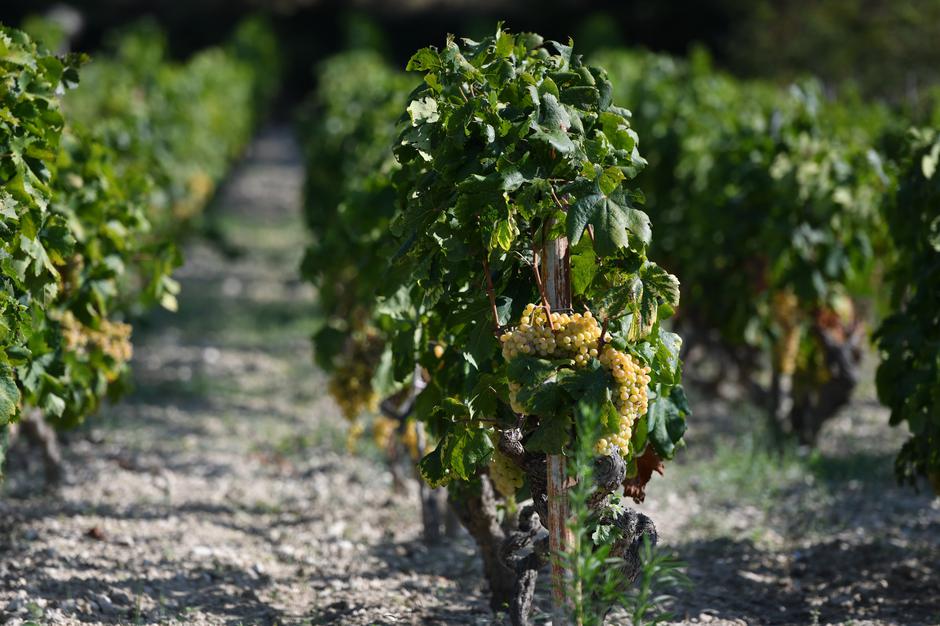 Danilo: Vinogradi u okolici Šibenika spremni za ranu berbu