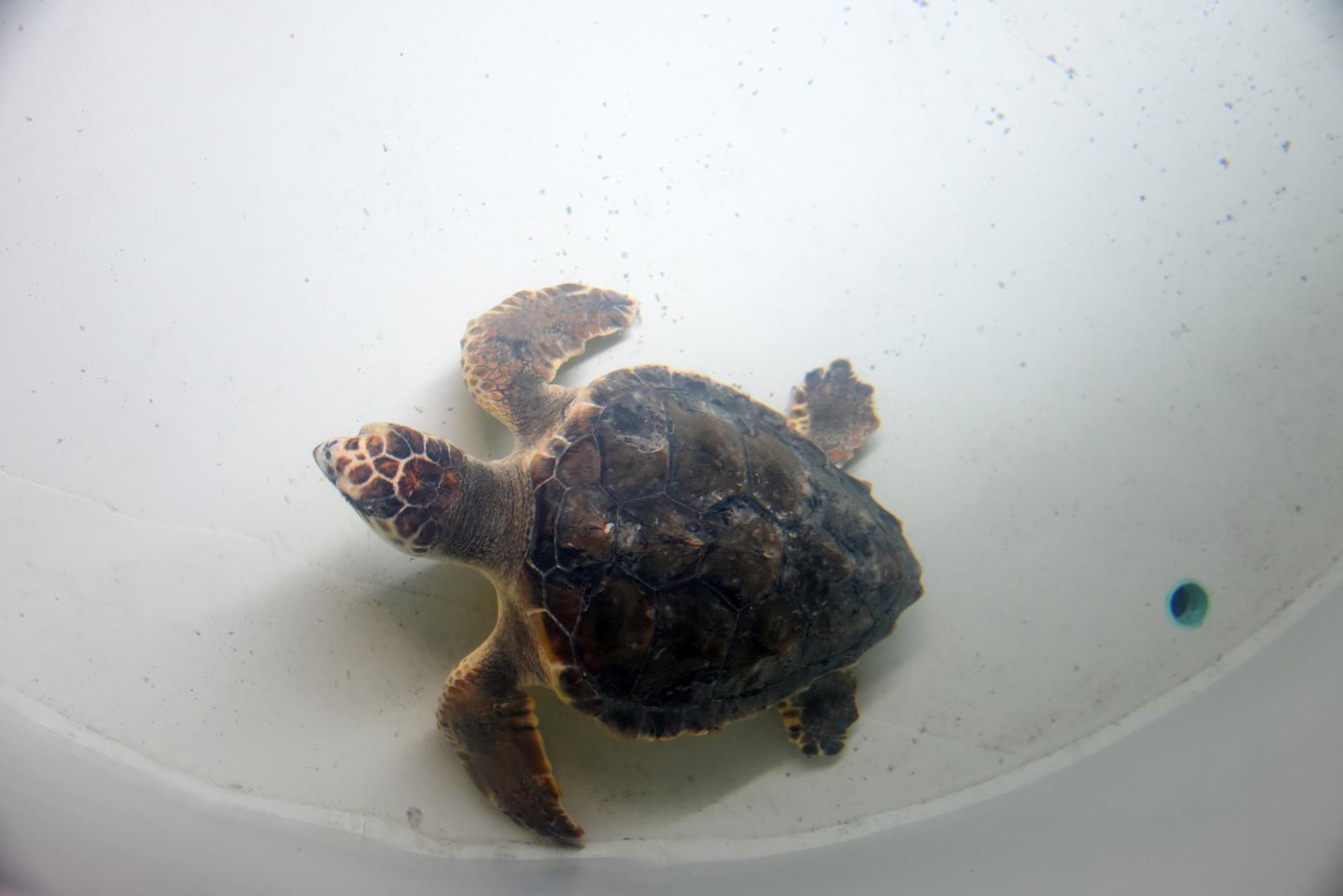 14.06.2023., Pula: U pulskom Aquariumu vrse se zadnje pripreme za povratak moru sest glavatih zelvi.
 Photo: Sasa Miljevic/PIXSELL