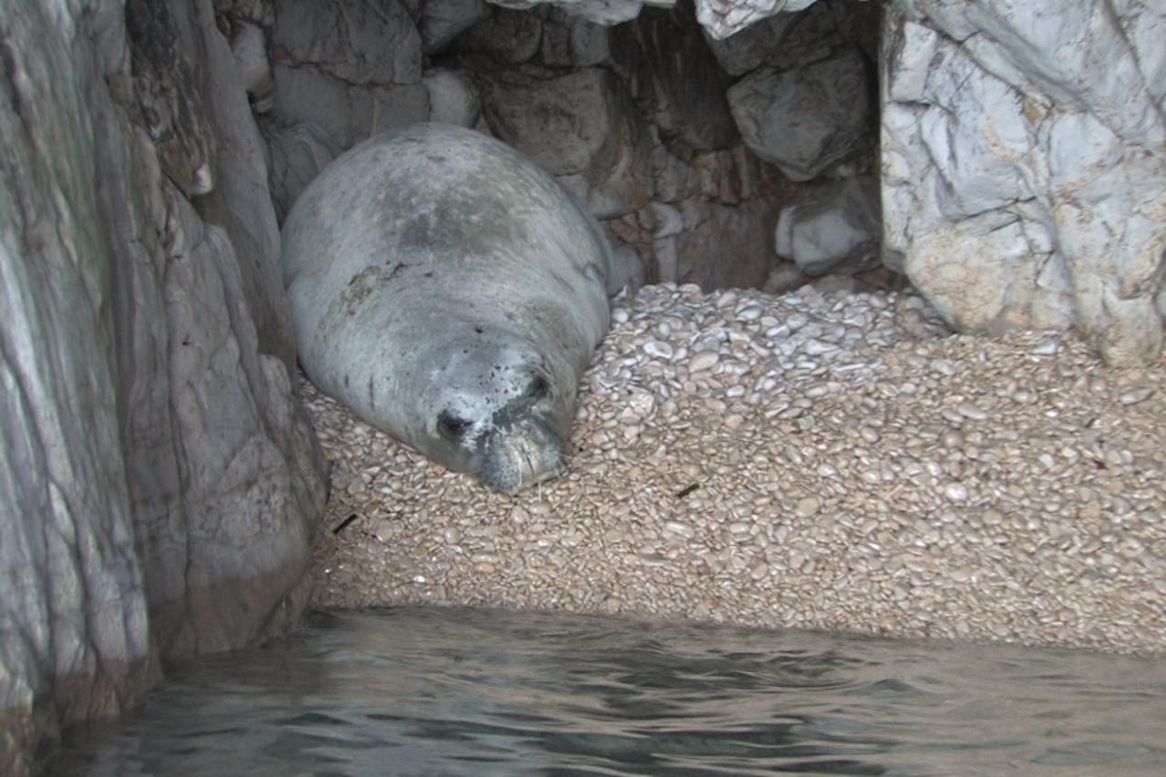 sredozemna medvjedica (1)