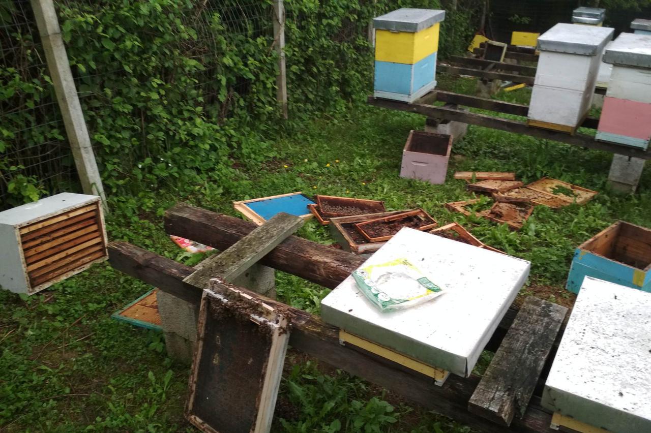 Medvjed u pčelinjaku u Petrinji