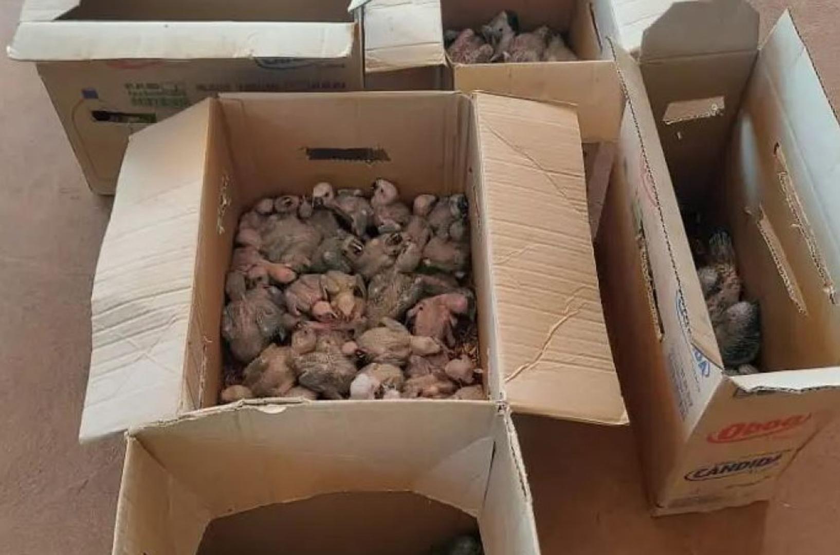 Od 15. rujna do 15. listopada, agencije za provođenje zakona koje čine policija, carina, granična sigurnost te šumarske i zaštitarske vlasti iz 134 zemlje izvršile su ukupno 4.640 zapljena tijekom Operacije Thunder 2025. Ovaj rekordni broj zapljena uključivao je desetke tisuća zaštićenih životinja i biljaka te desetke tisuća kubičnih metara ilegalno posječene drvene građe, kao i više od 30 tona vrsta klasificiranih kao ugrožene prema Konvenciji o međunarodnoj trgovini ugroženim vrstama divlje faune i flore (CITES).