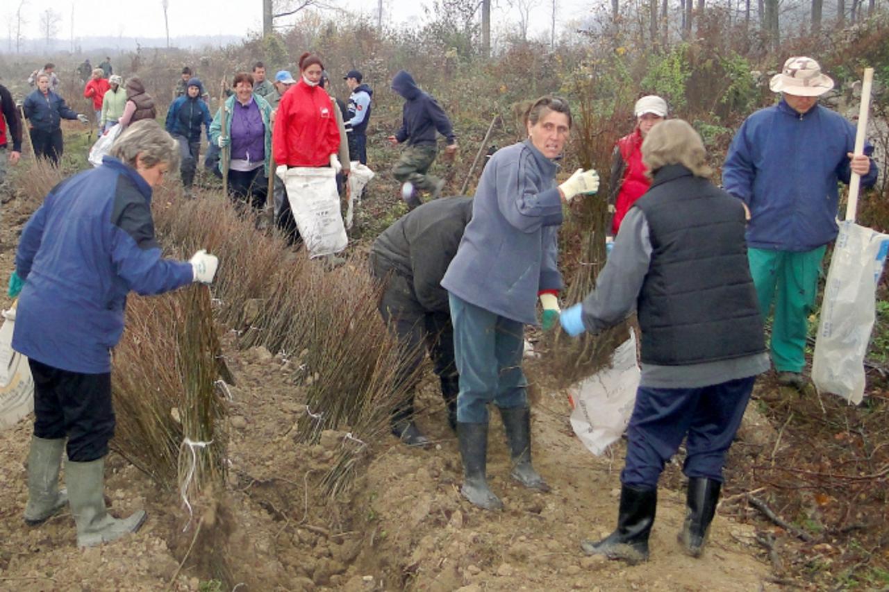 \'podravina - 091110 - slatina  - vise od stotinu mladih i starih ide u sadnju hrastica za dnevnicu od 112 kuna  snimio dragutin santosi \'