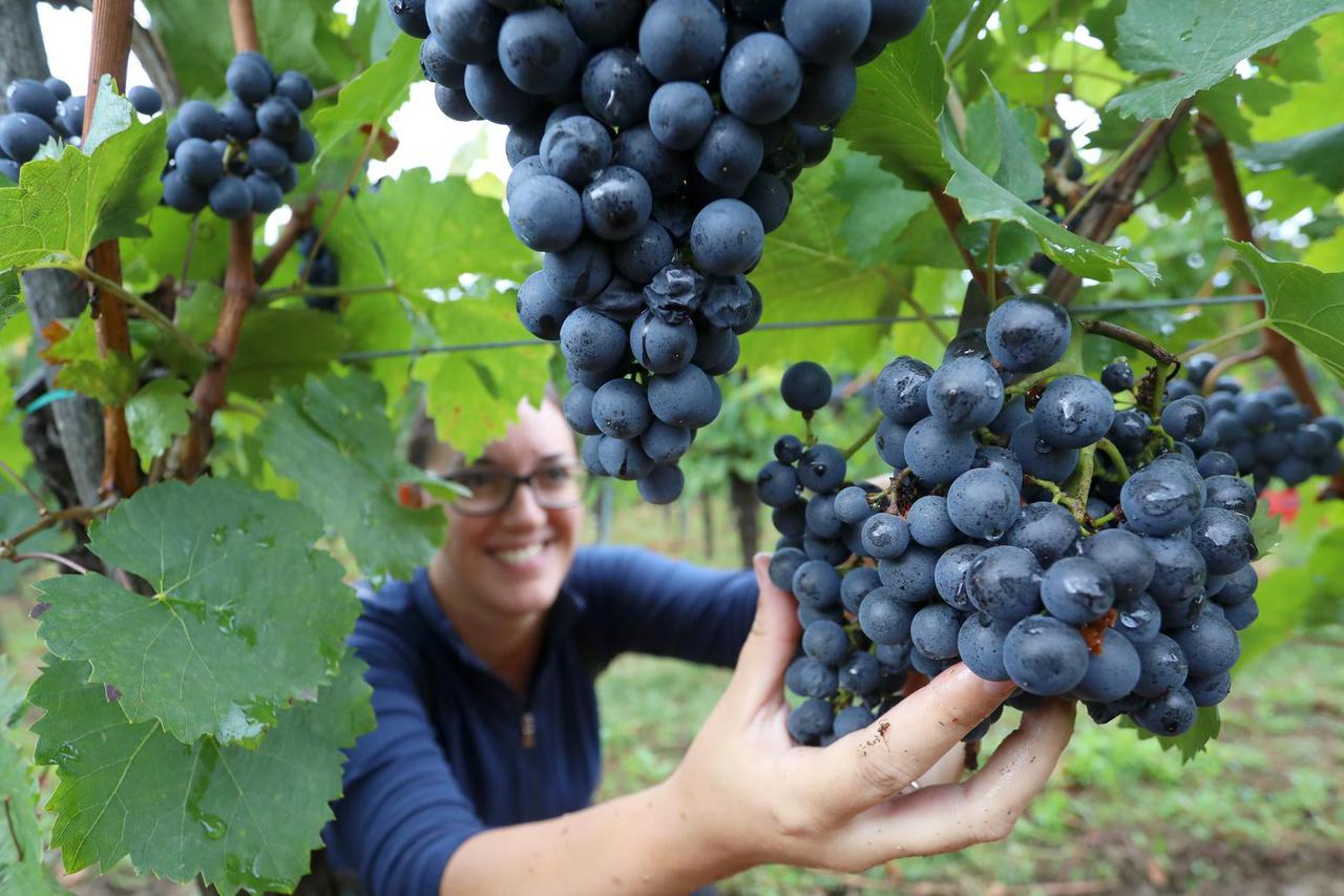 Ozalj: Tradicionalna ženska berba frankovke na imanju vinarije Šoštar