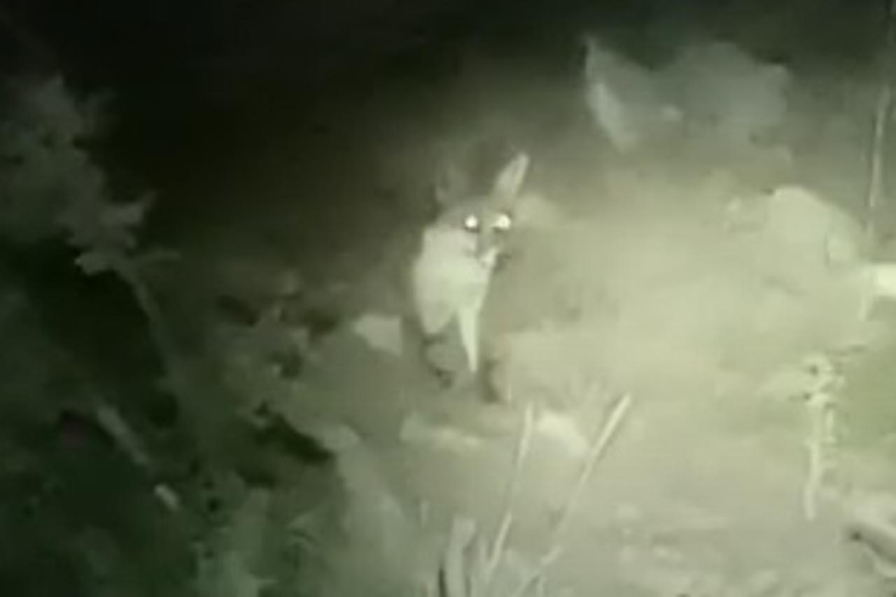Lisica na Kozjaku