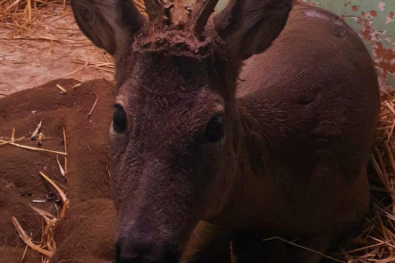 Pustoš zbog koronavirusa u urbane dijelove Zagreba privukla i divlje svinje, srndaće i jazavce
