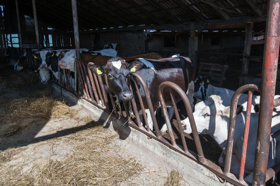 OPG Dejan Maciček, Žabjak