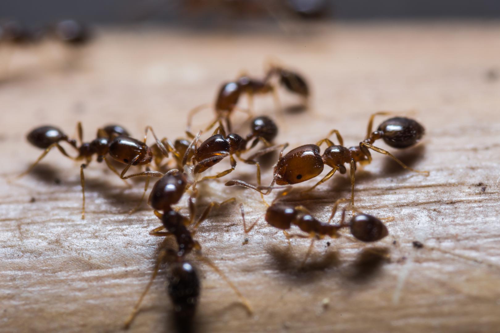 Mravi ne podnose limunsku kiselinu pa je odličan način da ih se riješite taj da pukotine u zidovima, otvore od ventilacija, štokove vrata i prozora ili područje za koje sumnjate da je njihov ulaz u vaš dom poprskate sokom od limuna.