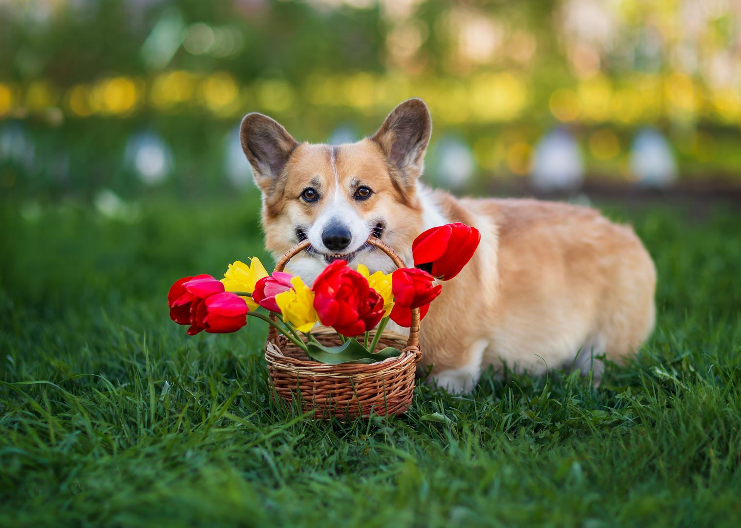 Popis cvijeća i biljaka koje treba izbjegavati ovog Valentinova zaokružuju azaleje, zumbuli, gipsofila, amarilisi i krizanteme. Ako je vaš pas ili mačka progutao bilo koju od ovih biljaka, nadzirite ih i odmah se obratite svom veterinaru za savjet.