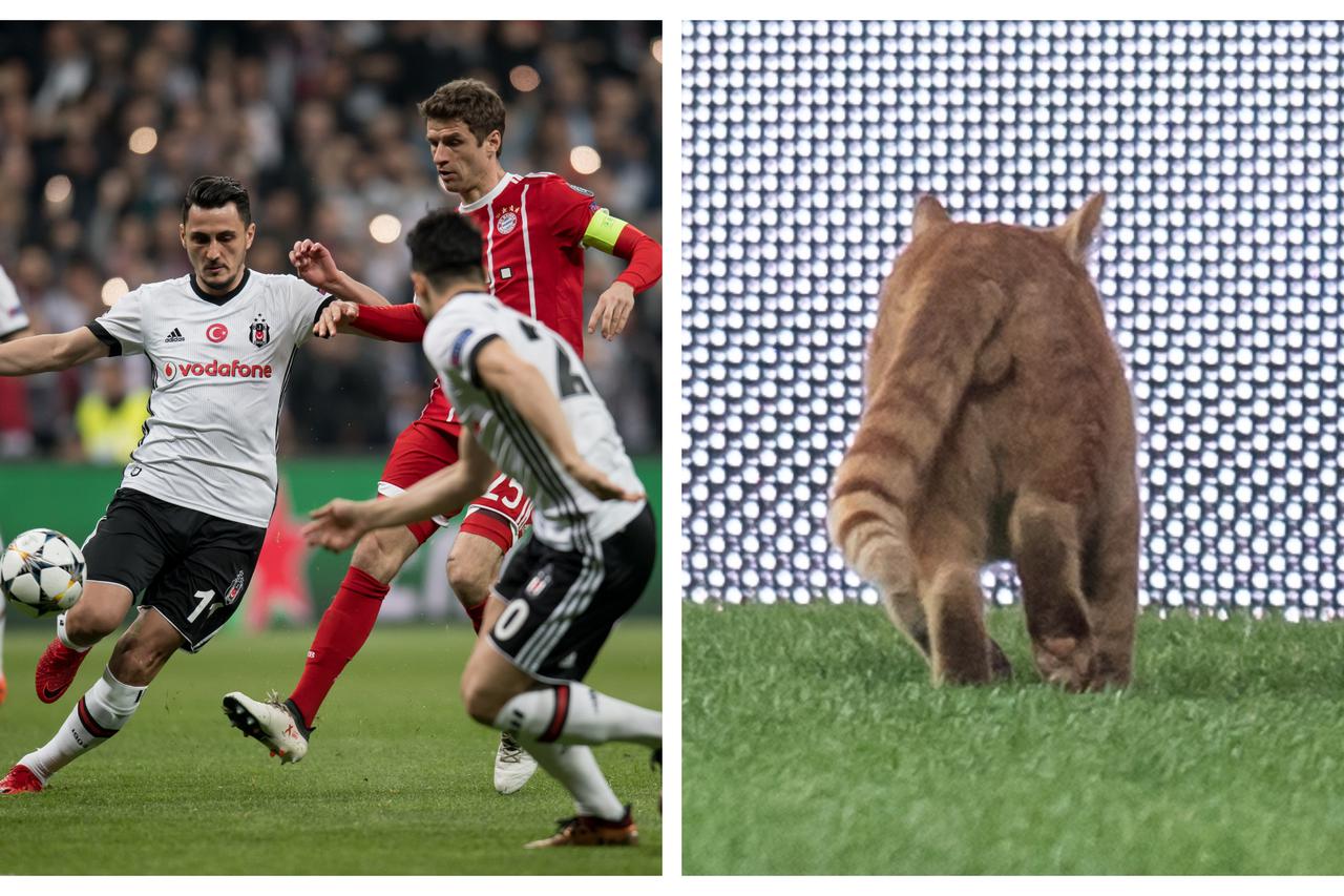 Mačka na utakmici Bešiktaš - Bayern