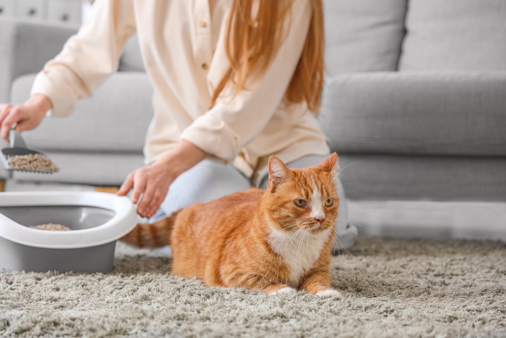 Zvuk mačke koja kopa po pijesku nakon obavljene nužde dobro je poznat svakom vlasniku, a ponekad može potrajati i dulje nego što bismo željeli. Ipak, takvo ponašanje nije slučajno nego je riječ o prirodnom instinktu koji mačke nose u sebi. Prekrivanje izmeta ima više svrha, od prikrivanja mirisa do osjećaja sigurnosti, otkrivaju stručnjaci za PetMD.