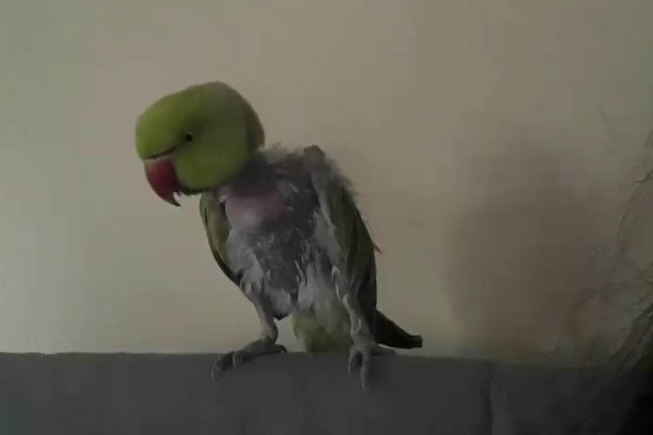 riki