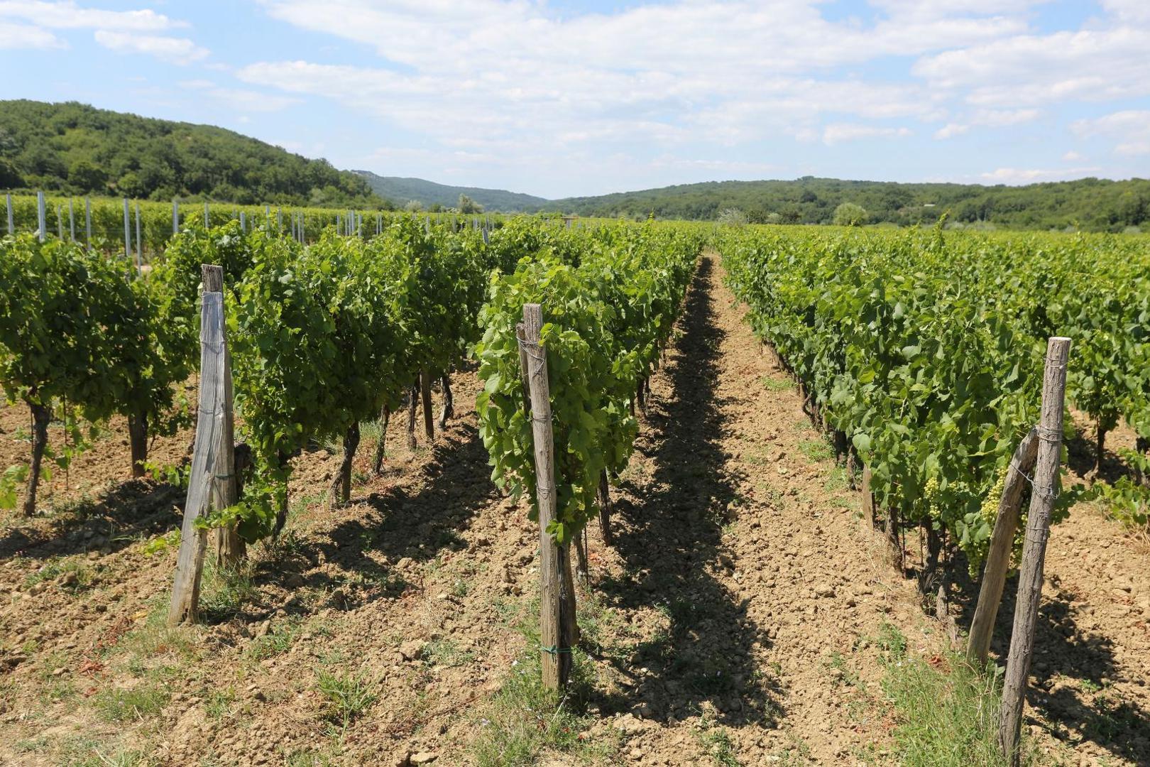 14.07.2020., Vrbnik - Turisticka patrola. Vrbnicko polje. Vrbnicka zlahtina: 
Photo: Goran Kovacic/PIXSELL