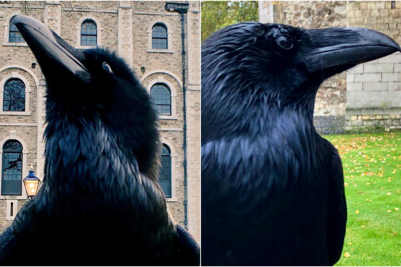 Merlina, 'kraljica' među gavranima-čuvarima Londonskog tornja