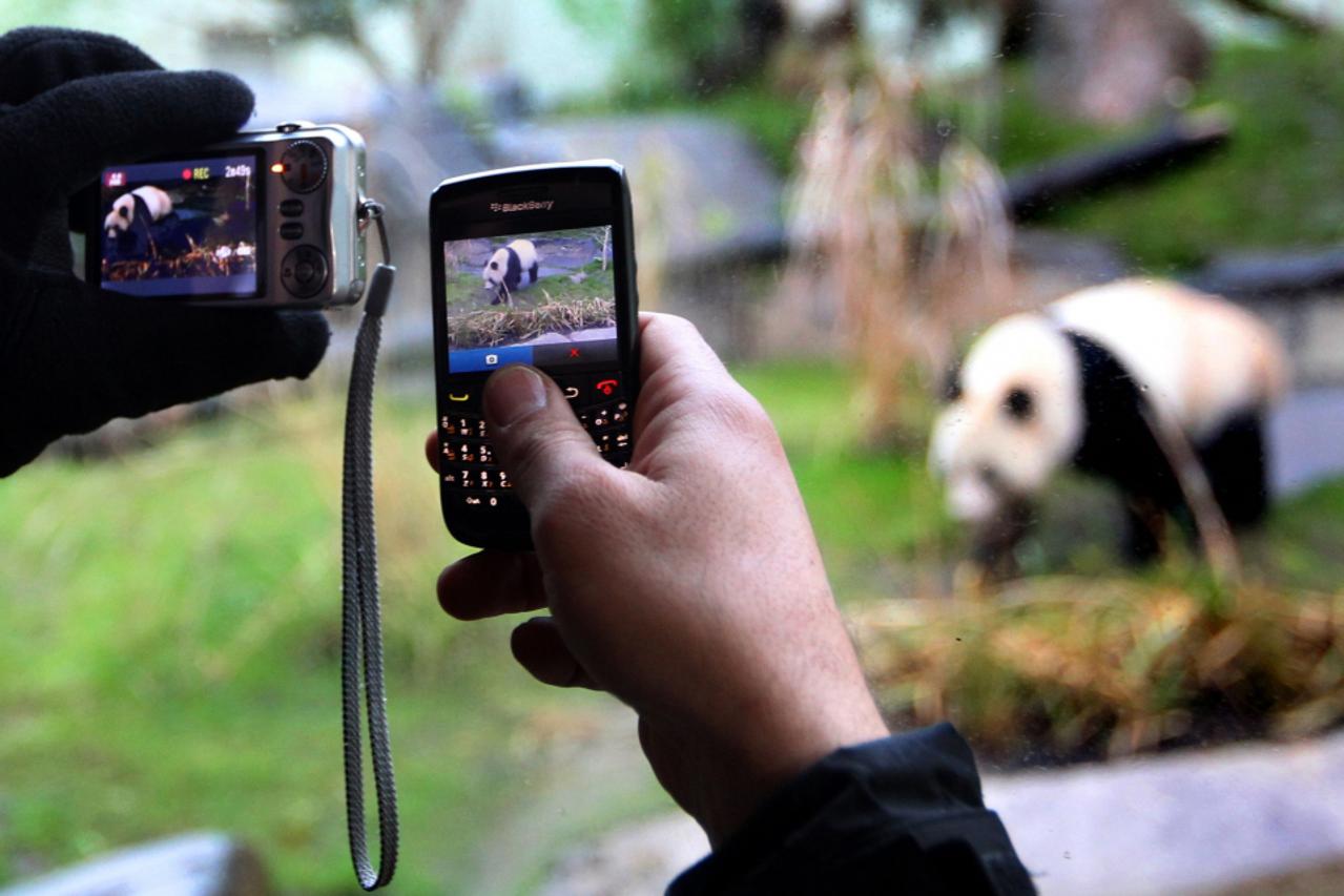 tian tian, slatkica, panda