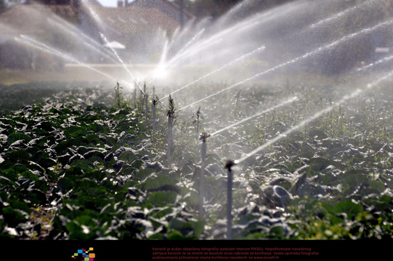 '10.09.2011., Cakovec- Navodnjavanje povrca. Photo: Vjeran Zganec-Rogulja/PIXSELL'