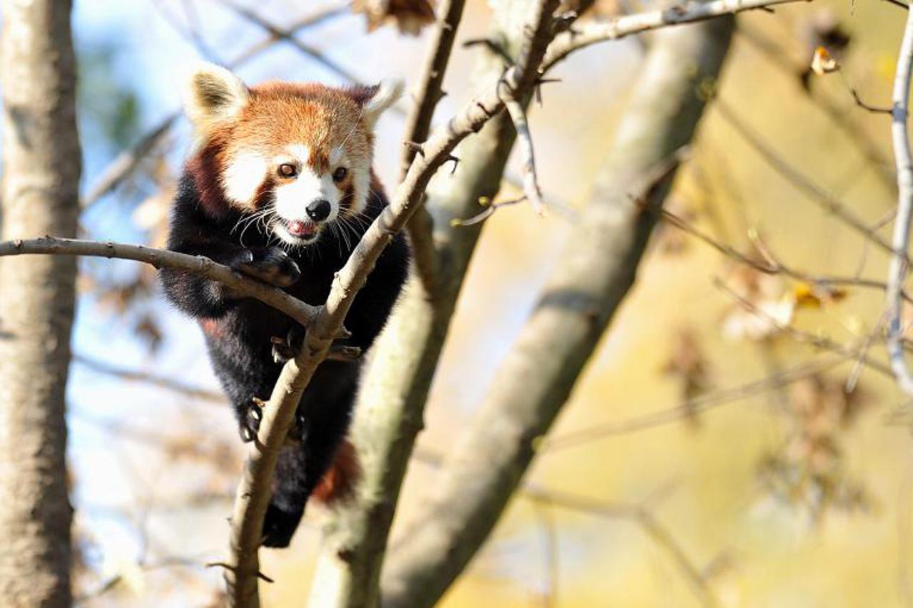 Crvena panda (1)