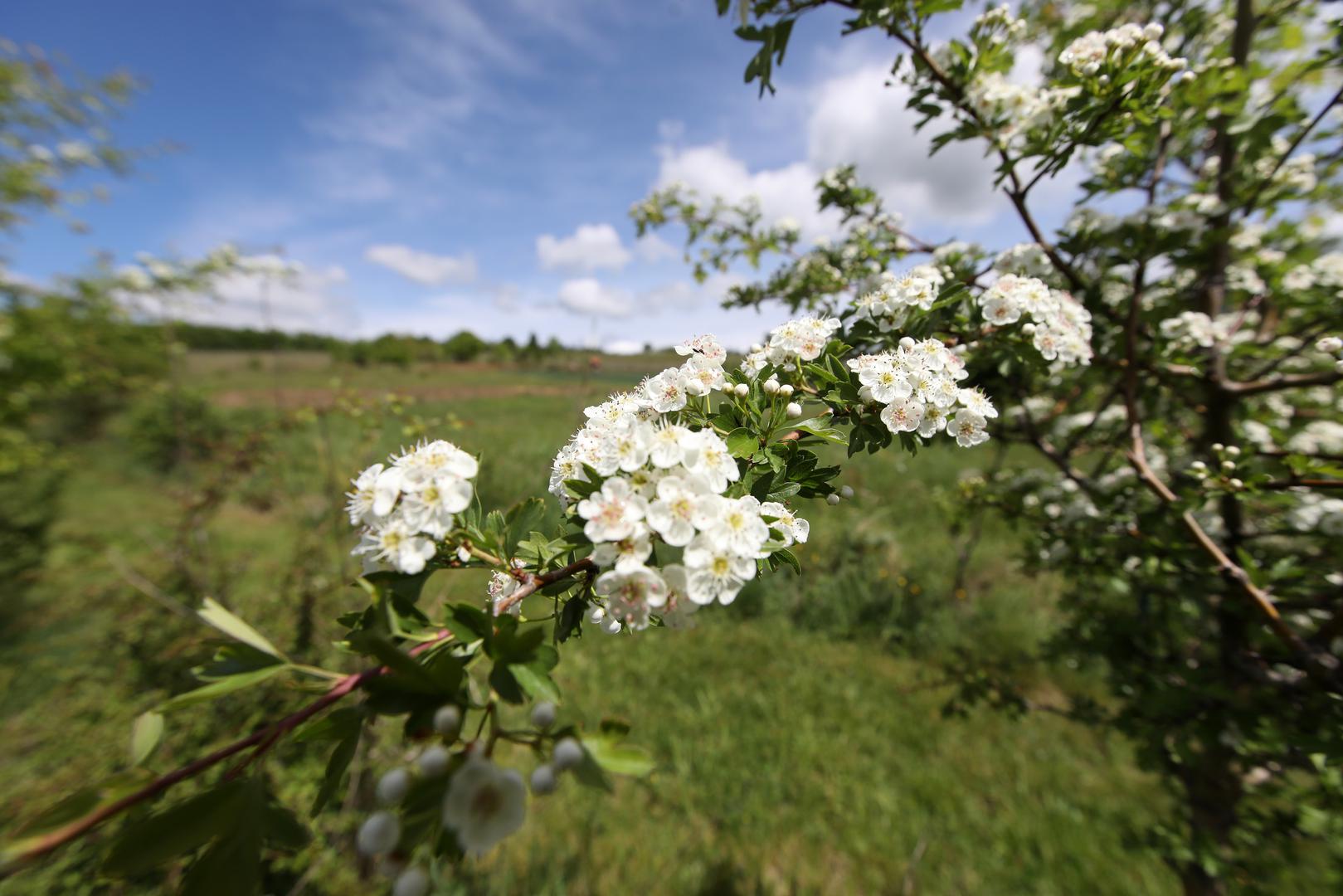 02.05.2020. Kutjevo- Na OPG-u Predraga Livaka kraj Kutjeva organizirana je berba gloga, najljekovitije biljke na svijetu. U berbi su osim Predraga Livaka ucestvovali i clanovi KUD-a Rama iz Pleternice.
Photo: Boris Scitar/Vecernji list/PIXSELL