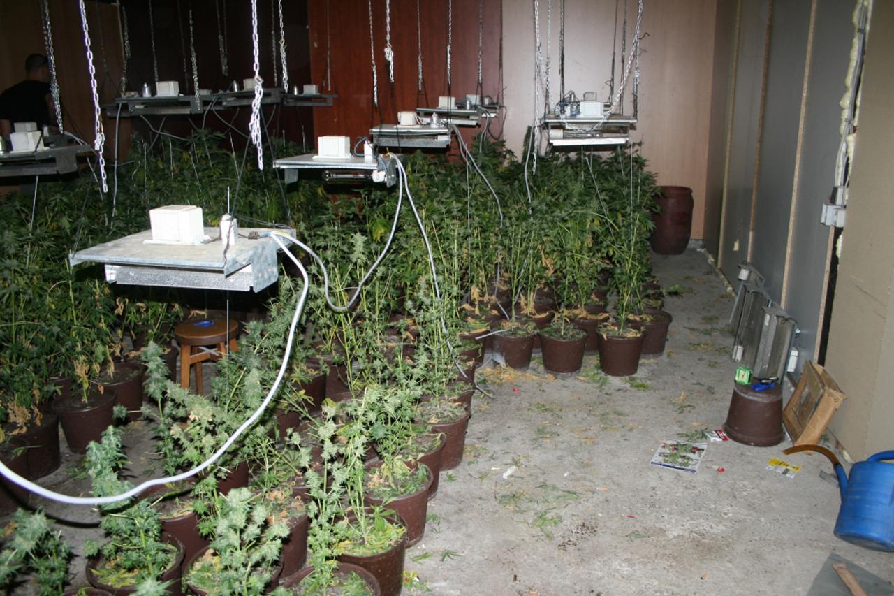 laboratorij marihuane (1)