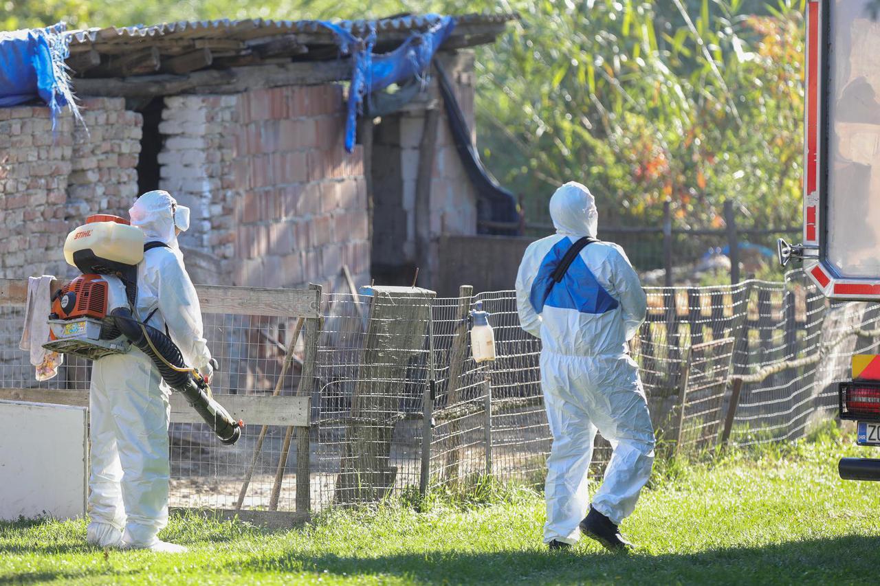 Odvoz svinja iz Vardarca gdje je zabilježena svinjska kuga