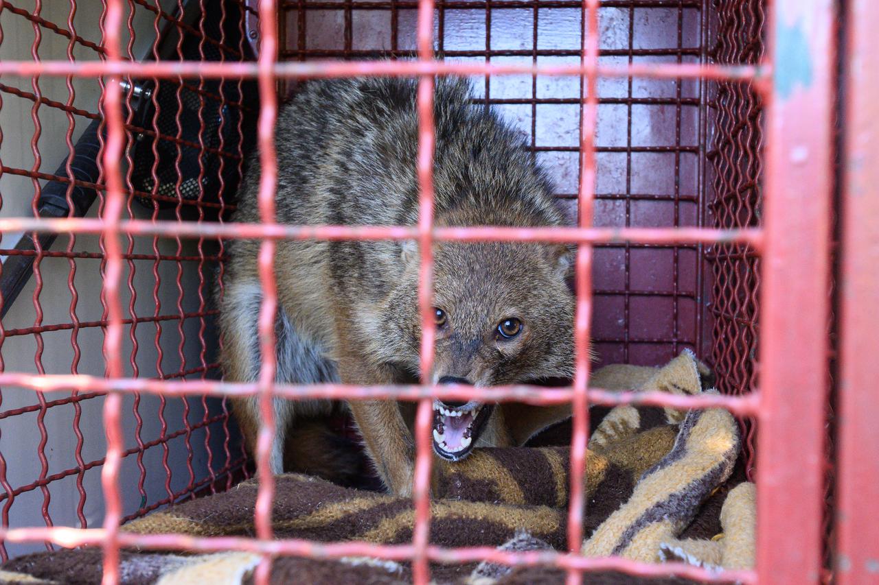 Vrbovec: Nakon oporavka u ZOO-u pušten čagalj koji je prije mjesec dana zalutao u zagrebačko naselje Utrine