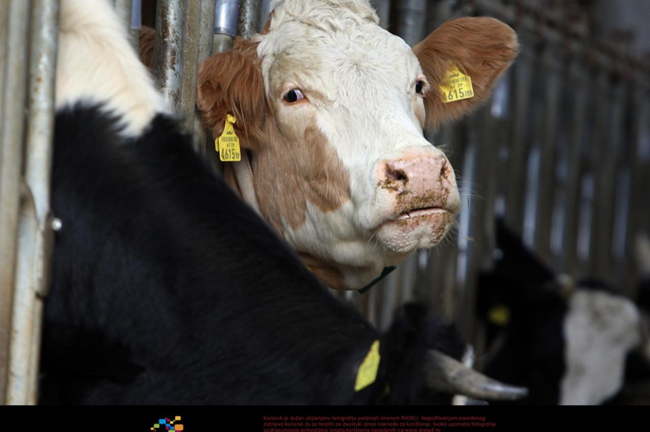 '24.11.2008., Koprivnicki Ivanec - Koprivnicki Ivanec-Obiteljsko gospodarstvo Prepelic. Uzgoj krava i proizvodnja mlijeka. Photo: Jurica Galoic/24sata'