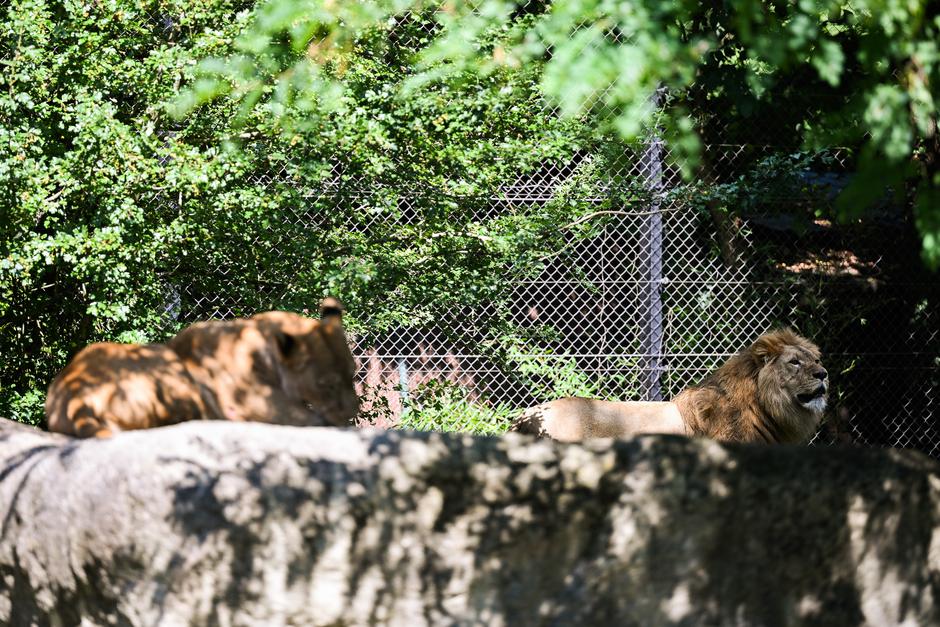 Zagreb: Uganda i Tayri novi stanovnici ZOO Zagreb