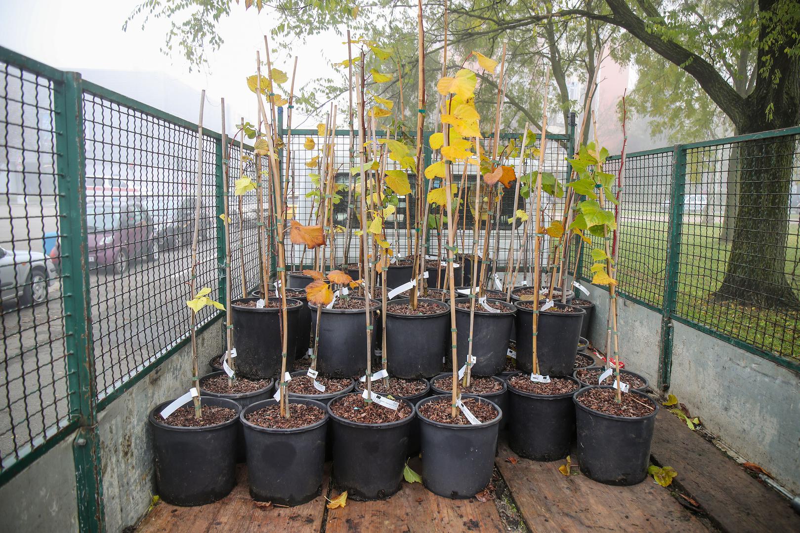 Lipanj - Taj mjesec, kao i dva prethodna, ime dobiva po bilju. Naime, u našim krajevima tada cvate lipa. 