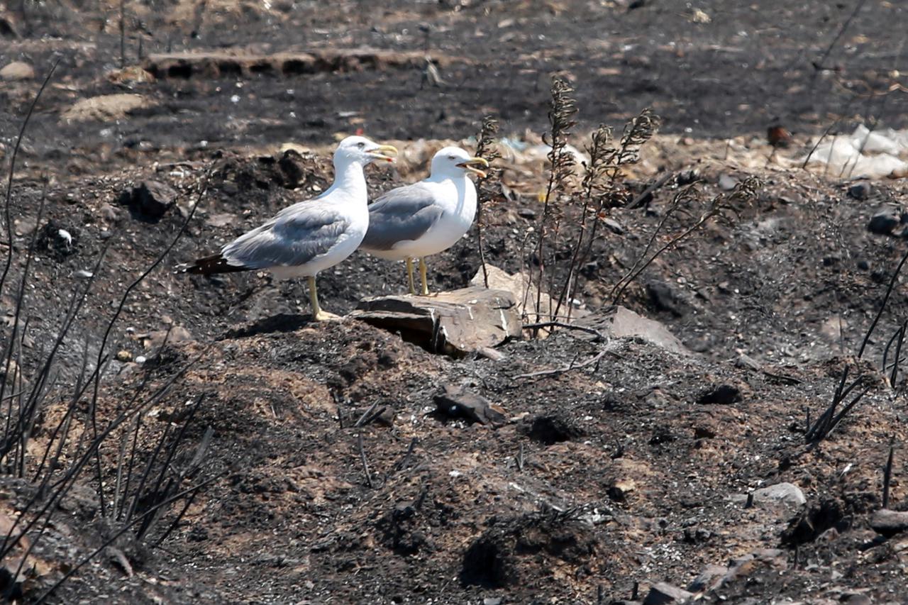 Požar - Split - Karepovac