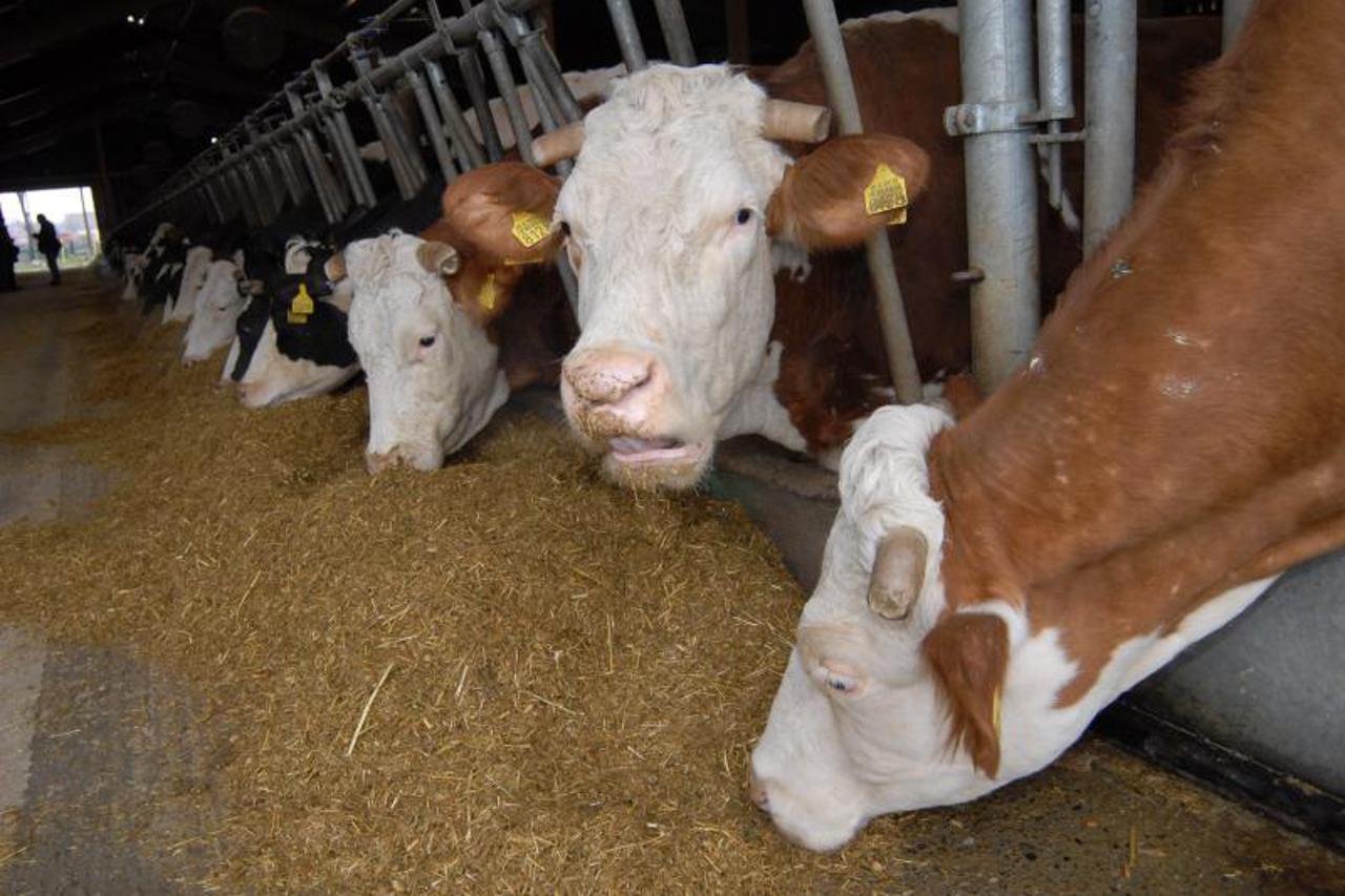 mlijeko seljaci krave (1)