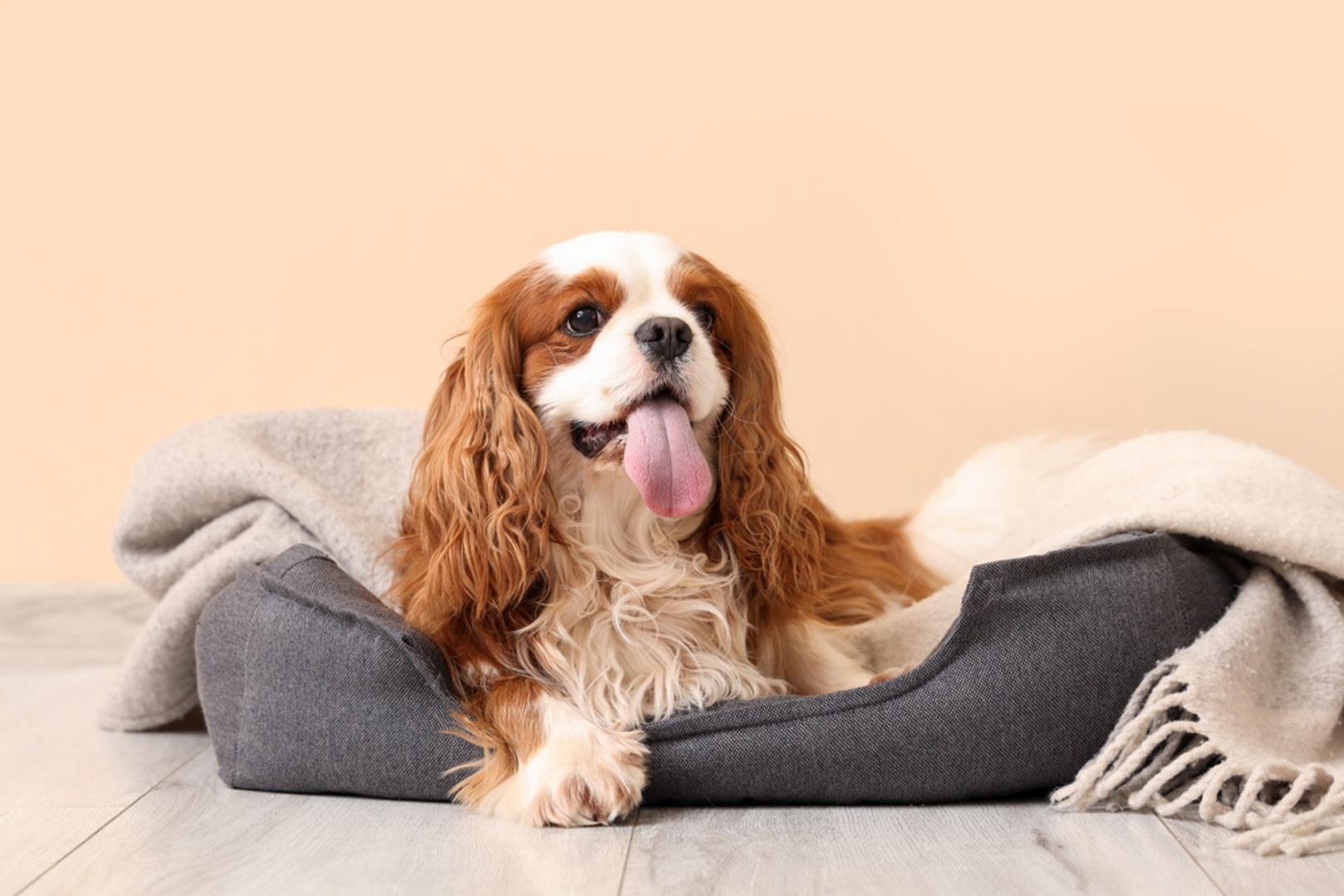 Cavalier King Charles Spaniel: Blag temperament i velika privrženost ljudima njegove su najveće vrline. Zbog mirne naravi i želje da stalno bude uz svoju obitelj često se preporučuje ljudima koji prvi put nabavljaju psa. Odlično se slaže s djecom, drugim psima i mačkama te rijetko pokazuje tvrdoglavost ili agresivnost. U stanu se ponaša mirno i neće bez razloga uništavati stvari ili pretjerano lajati, ali to ne znači da mu nije potrebno kretanje. Svakodnevne šetnje, igra i boravak na otvorenom važni su kako bi ostao u dobroj fizičkoj kondiciji, nakon čega će se rado sklupčati pokraj svog vlasnika i uživati u odmoru.