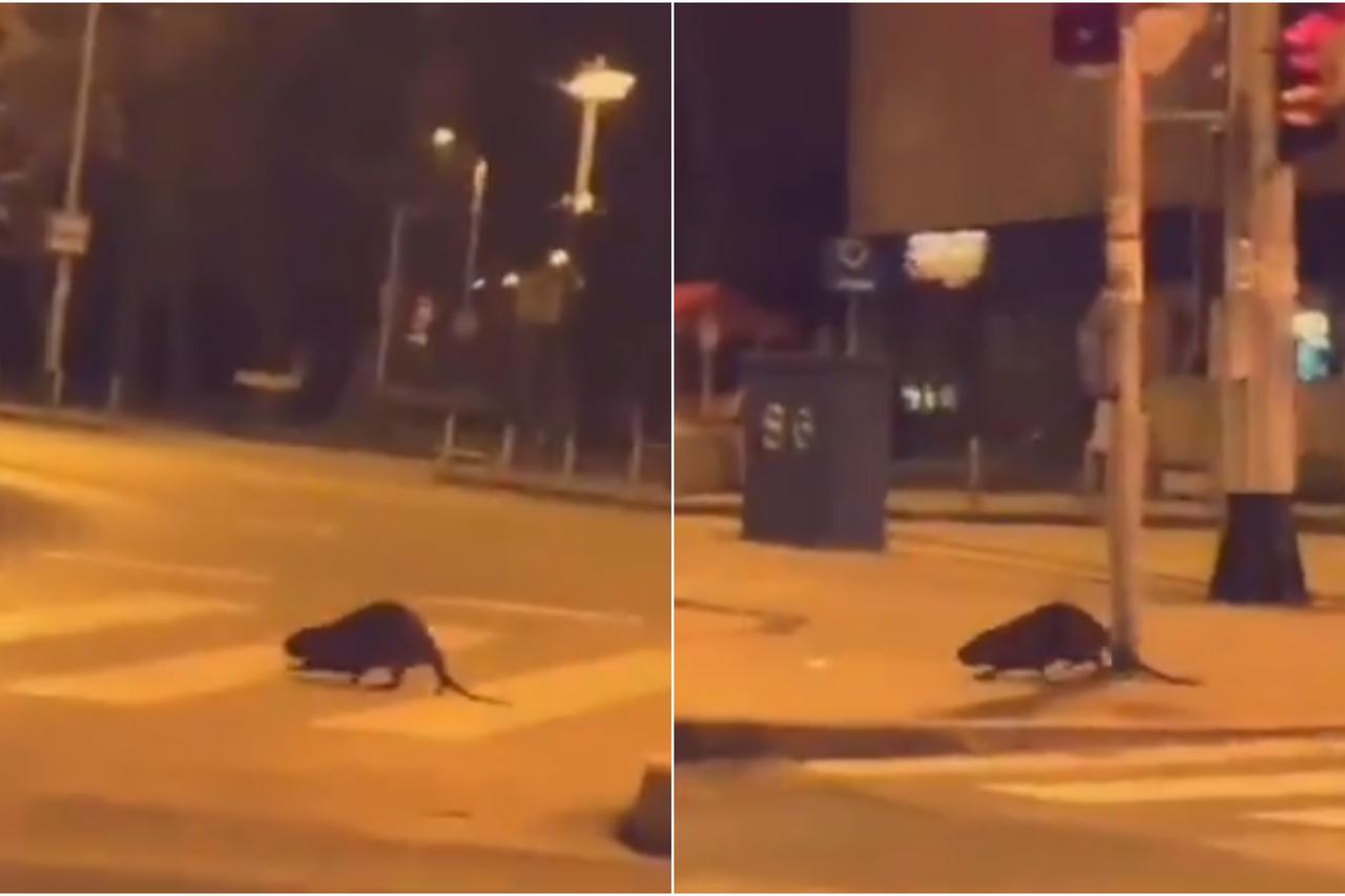 Neobična životinja u Vrapču