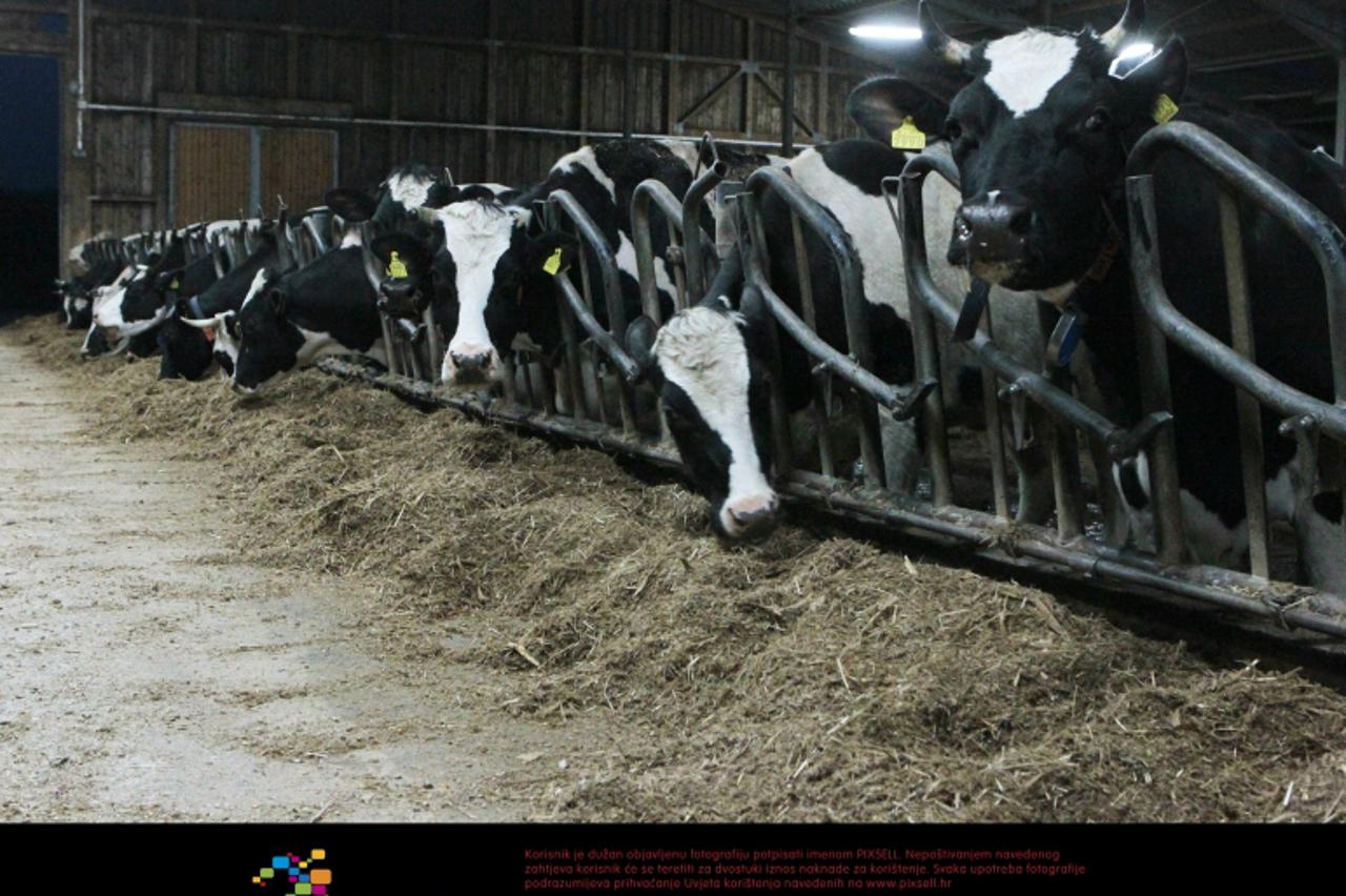 '29. i 31. 03.2011., Koprivnicki Ivanec - Farma krava muzara obitelji Cevis u selu Koprivnicki Ivanec. Obitelj ima vise od 100 krava muzara.  Photo: Marijan Susenj/PIXSELL'