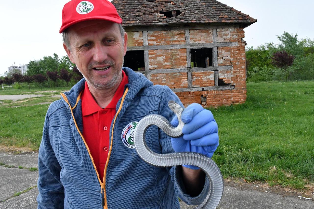 Slavonski Brod: Udruga Zmijolovac bavi se zaštitom zmija otrovnica