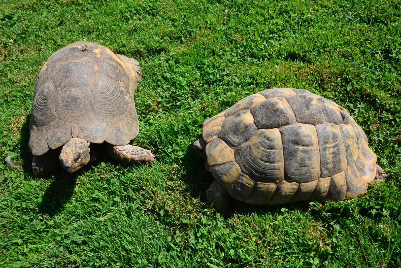 Kornjača, lat. Testudo hermanni. Regija: europsko Sredozemlje. Dužina do 25 centimetara
