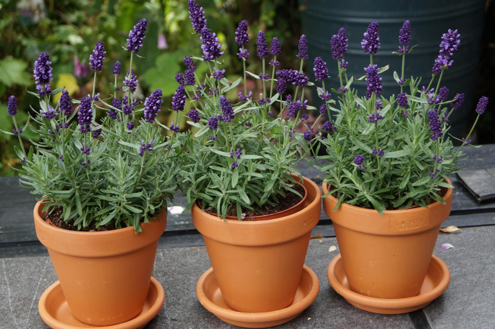 Lavanda: Lavanda nije samo ukrasna biljka već i snažan prirodni lijek. Djeluje opuštajuće, pomaže kod glavobolje, nesanice i anksioznosti, a njezin miris odbija komarce. Lavanda voli sunce i suho tlo, a u tegli može trajati godinama ako se pravilno njeguje.