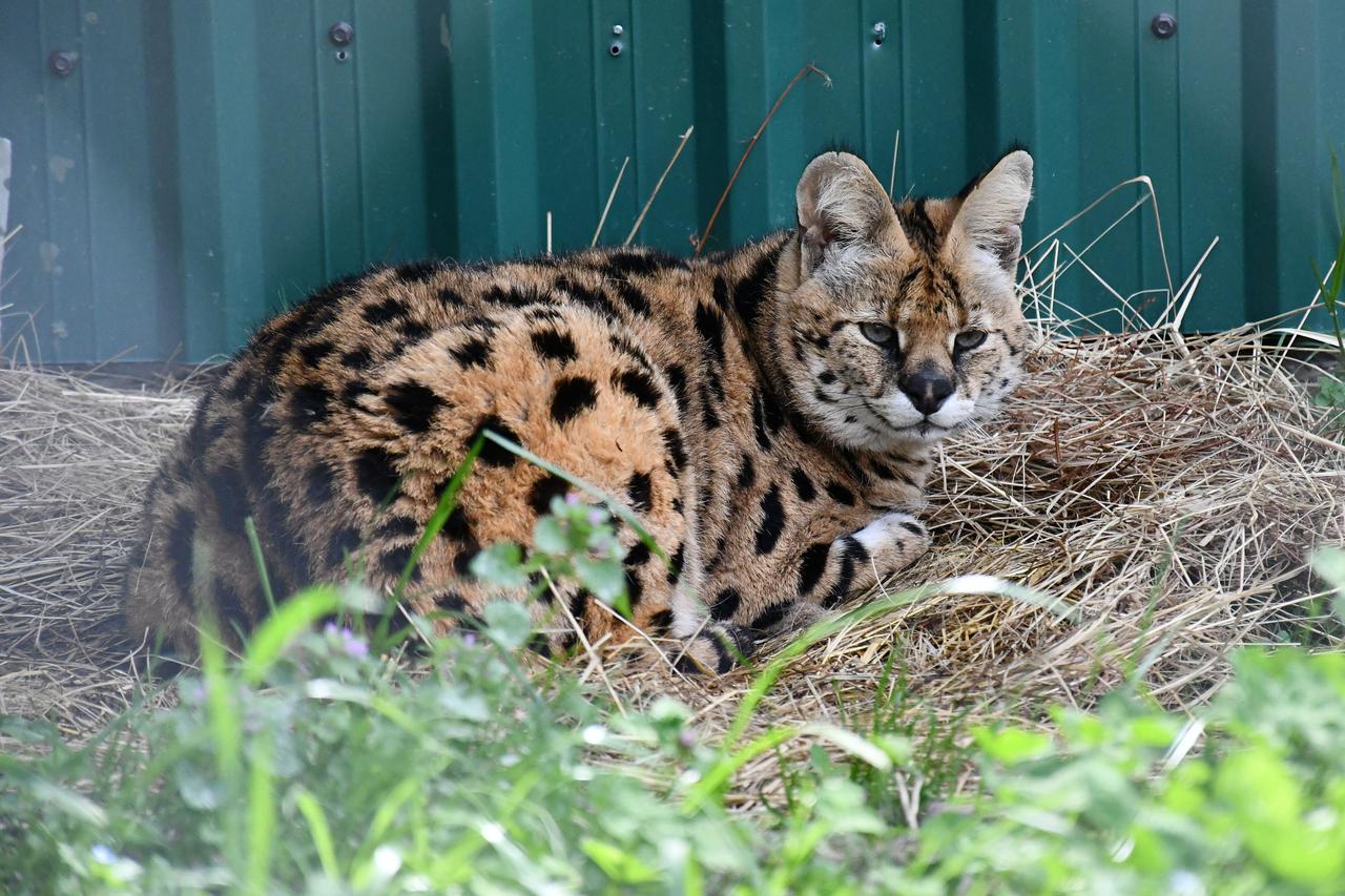 Afrička mačka serval i vuk i vučica novi su stanovnici azila za životinje u Ruščici